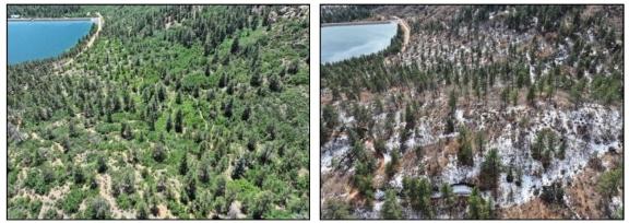 Side-by-side comparison of the area before and after completion of the fire mitigation work. The image on the left is densely vegetated, while the one on the right shows the space with significantly reduced brush.