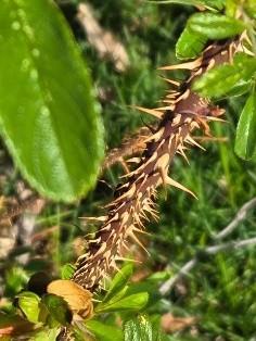 Thorns on a rose bush found in Evergreen Cemetery