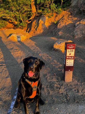 A photo of a dog at Ladder's trail