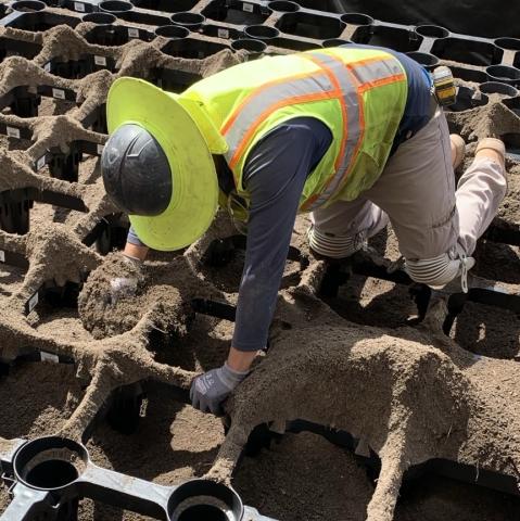 A worker in a yellow safety vest places a tree cell on the ground.