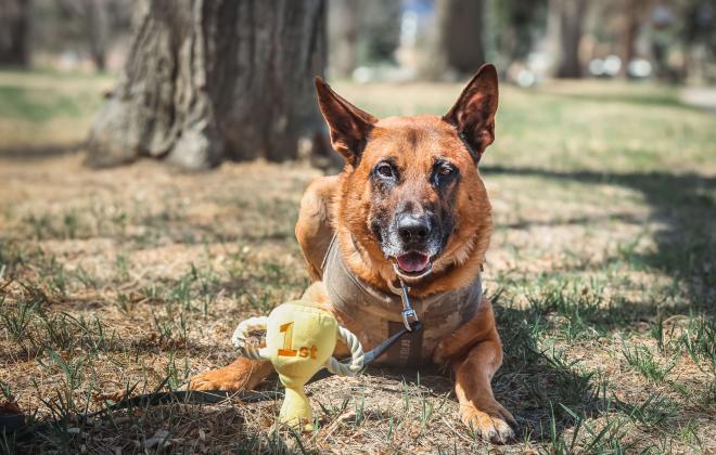 2025 K9 March Madness Winner Kai is laying down on the grass outside with his number one dog toy trophy. 