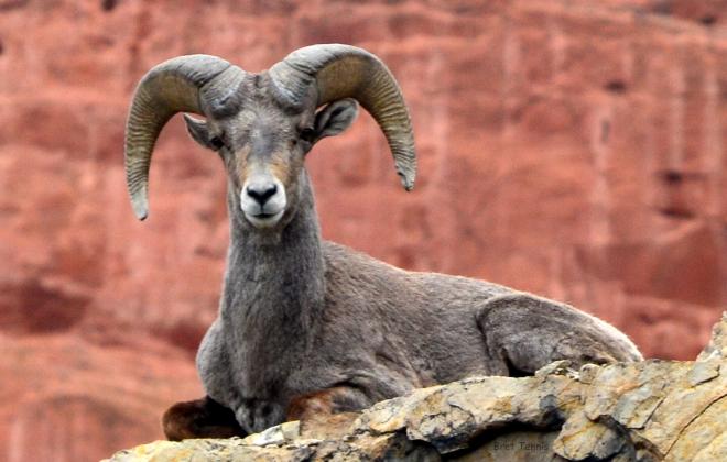 big horn sheep sitting on a rock
