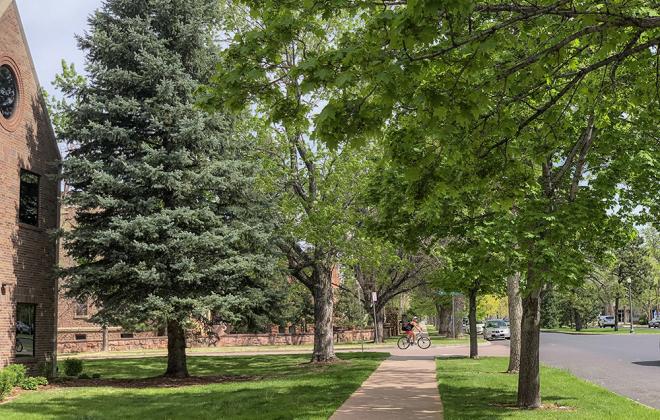 trees along the street